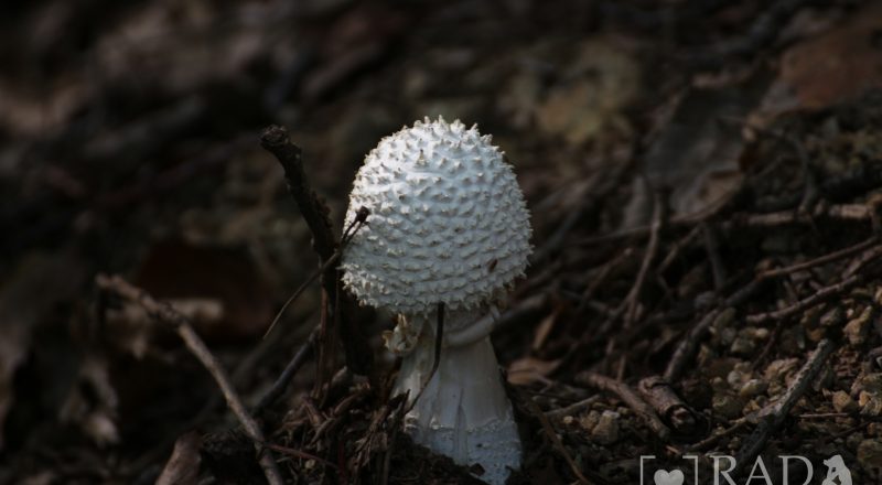Mushrooms in the forest 02