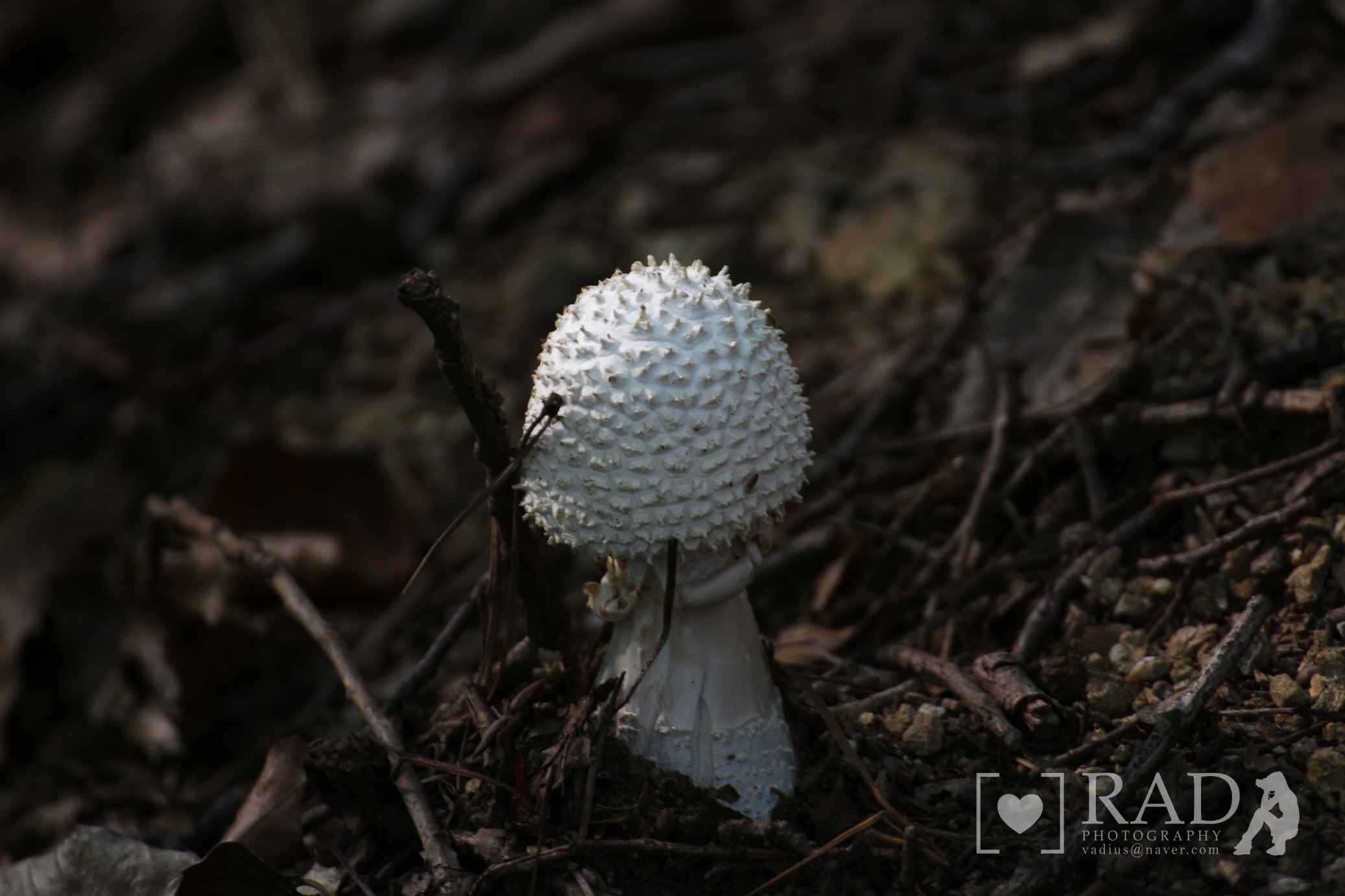 Mushrooms in the forest 02