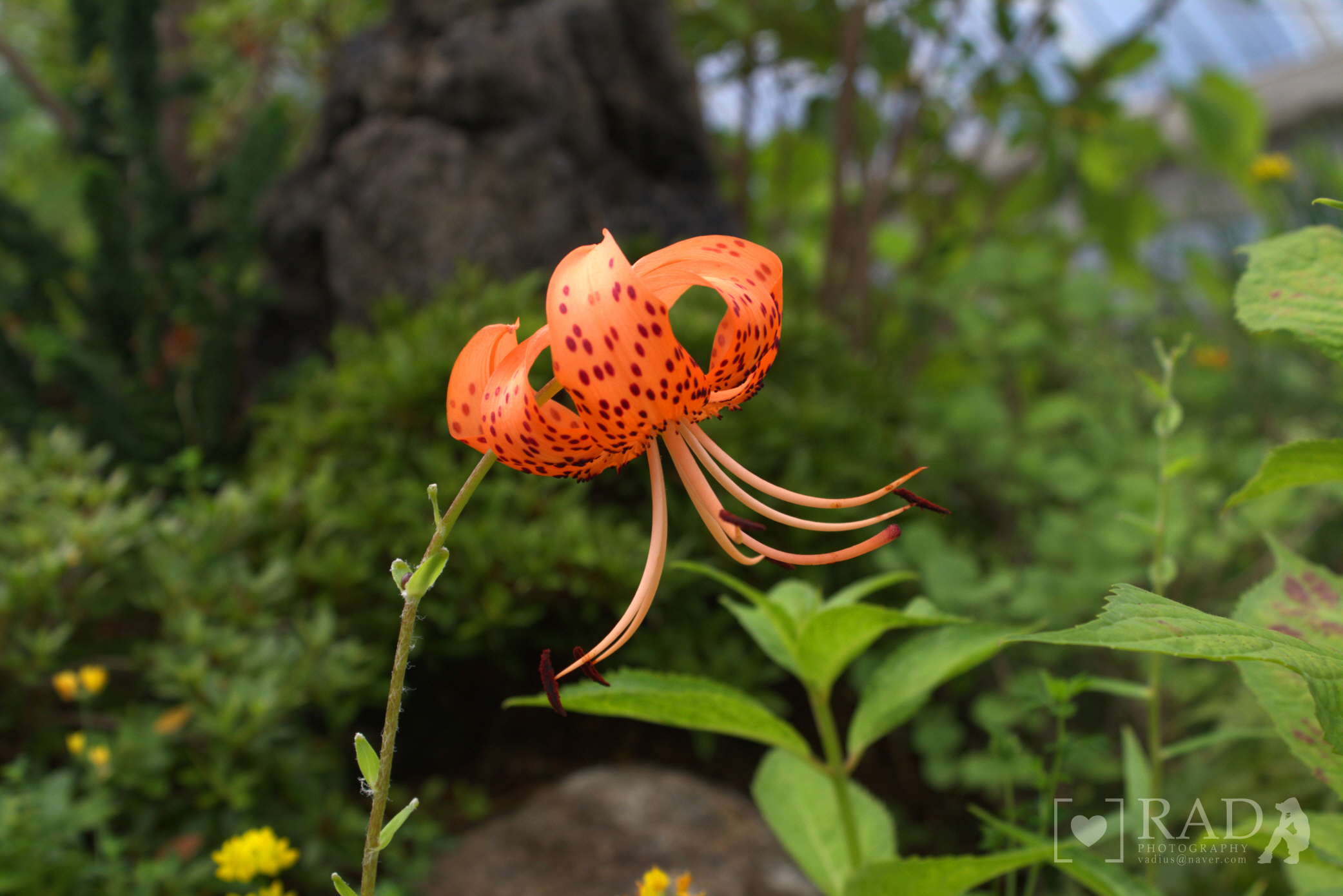 Flower of Semiwon 01