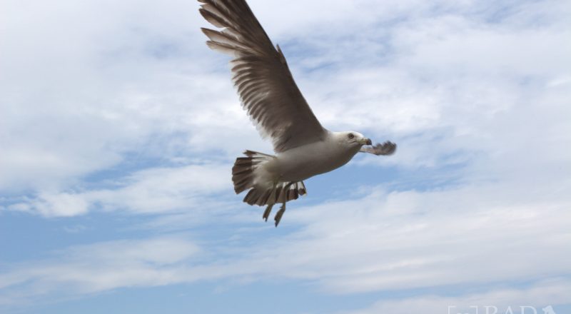 Sea Gull of west coast