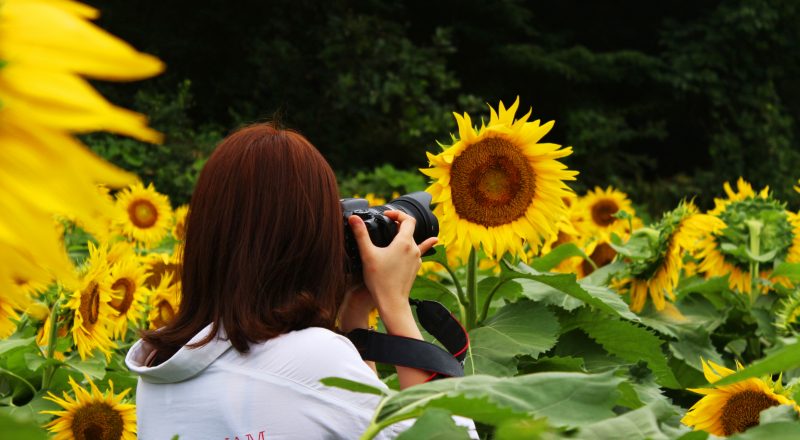 Sunflower Village 01