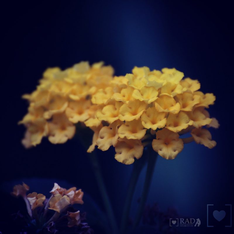 Yellow Flower