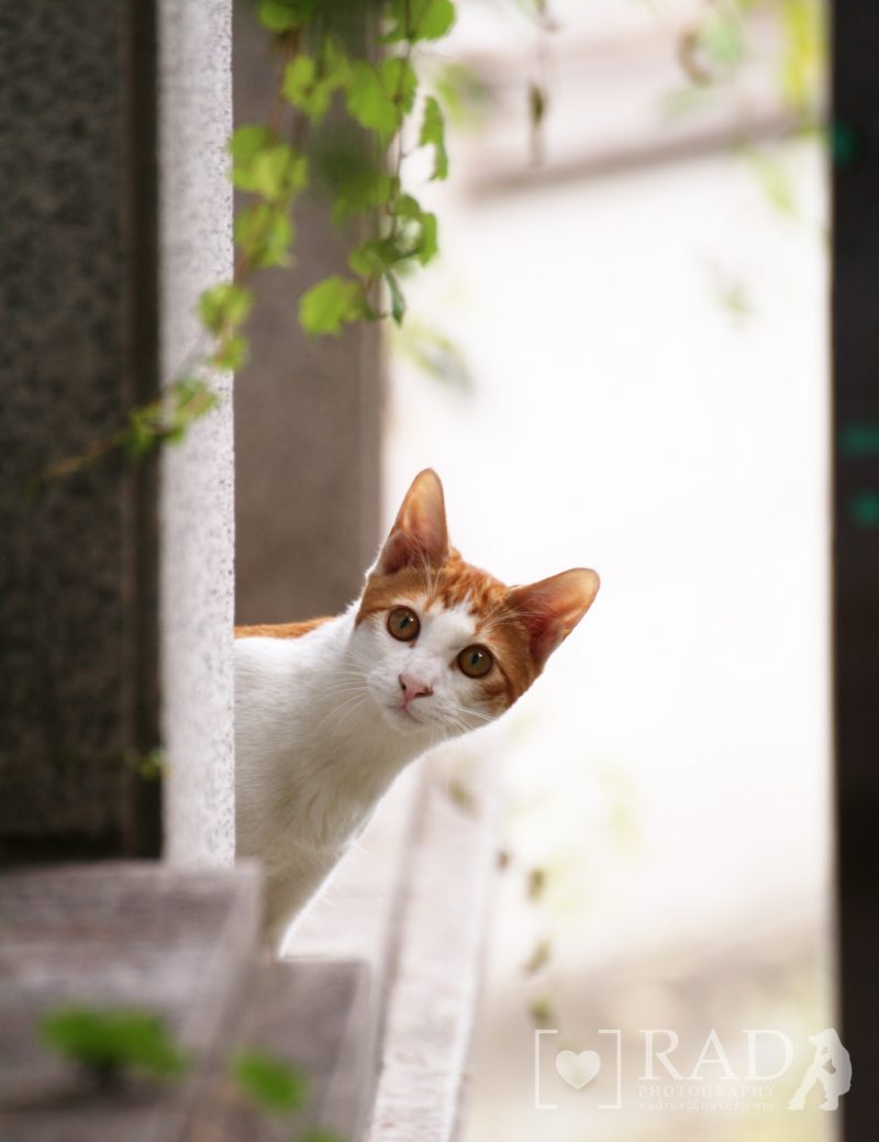 Street Cats 02