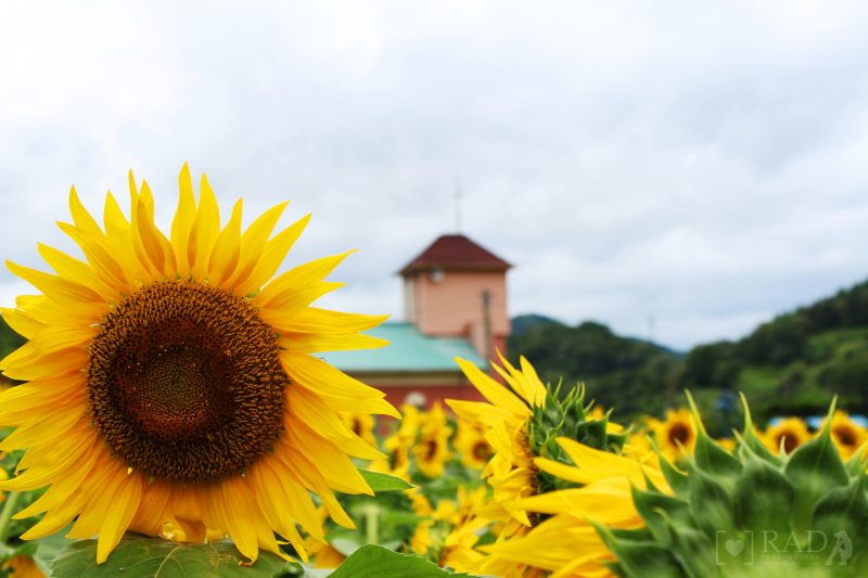 Sunflower Village 04