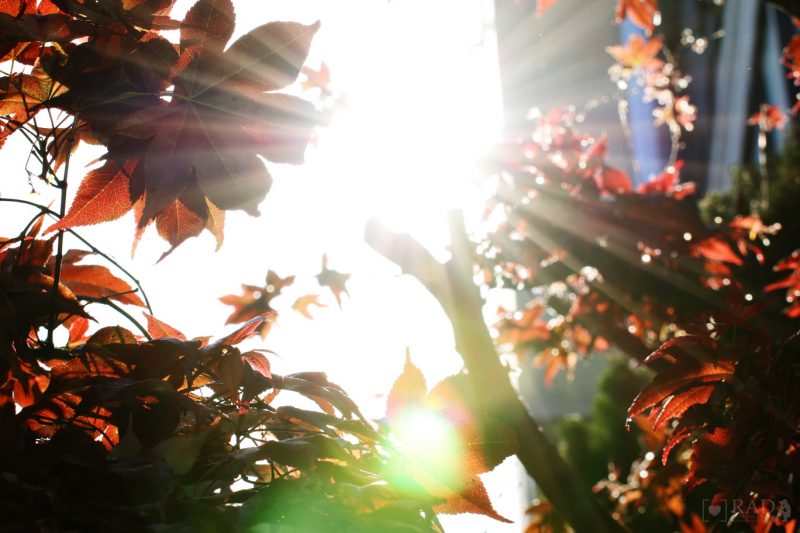 Street Of Garosugil 02